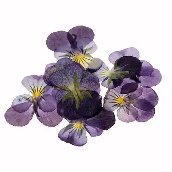 MagiDeal 12 Kusov Lisované Prírodné Sušené Kvety Fialový Kvet pre Umelecké Remeslá Scrapbooking ručné záložky plavidlá, príslušenstvo,