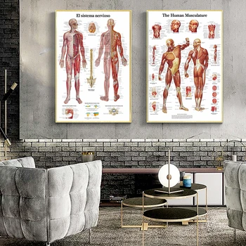 Anatómia Patologická Systémy Anatomické Anatómie Grafy Systém Plagáty a Vytlačí Moderné Nástenné Art Obraz Obývacia Izba Dekor Cuadros