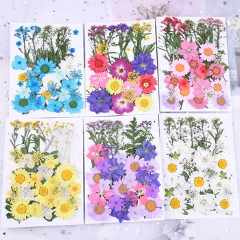 Sušené Prírodné Skutočné Kvetinové Sortiment Farebné Stlačené Kvet Daisy Kvet Herbarium Kvetinová Výzdoba Živice Šperky Inklúzie