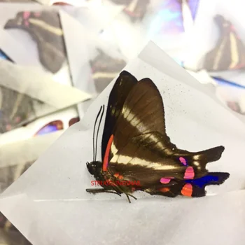 1PC Prírodné Skutočný Vzor Motýľ Box Pestrej zmesi Krásny Motýľ Vzdelávania Vyučovanie Vzor Domáce Dekorácie Umenie Darček