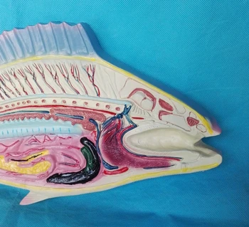 Veľkosť Ryby Anatomický Model Biologickej Anatomický Model Lekárske Anatomický Model Lekárske Výučby Dodanie Školy Lab Dodanie
