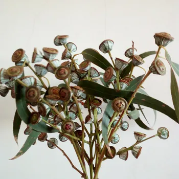 5 ks Eukalyptu Sušené kvety Prírodných Rastlinných Skutočné Kvetinové Domáce Dekorácie Flower Art Sušené kvety, Sušené Ovocie