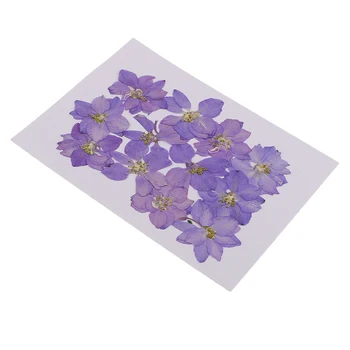 12 Kusov Lisované Kvety, Sušené Larkspur Reálne Stlačené Sušené Kvety DIY Telefón Prípade Dekorácie Remeslá