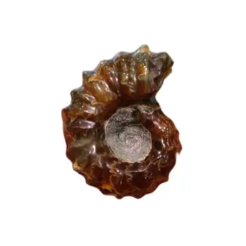 2 KS Prírodný Kameň Ammonite Morských Fosílnych Horn Skrutku Minerálov a vzoriek, Fengshui Reiki Liečenie Energiou Darček