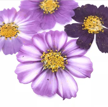 100ks 4-7 cm Sušené Stlačené Fialová Vesmíru Bipinnata Cav. Kvet Pre Pohľadnicu Šperky Záložku Plavidlá DIY Kvety Príslušenstvo