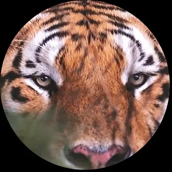 FLTMRH Tiger Zvierat Tigrie Oko, Hlava Tigra Sklo Cabochon 6 MM-25 MM Hračky DIY Náhrdelník Náramok Príslušenstvo Šperky